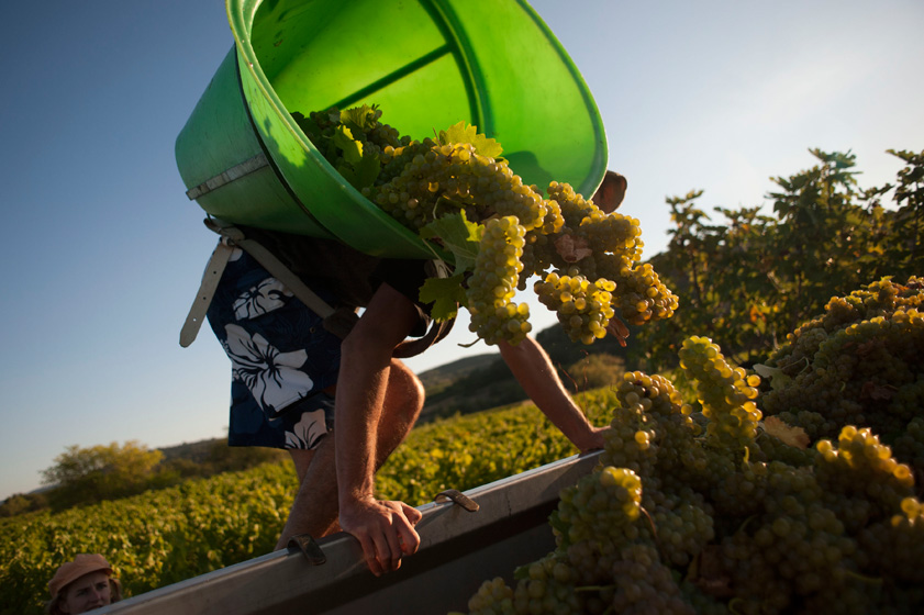 Reportage Photo Vendanges 2013